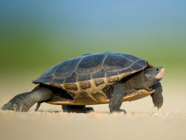 Bartholomew