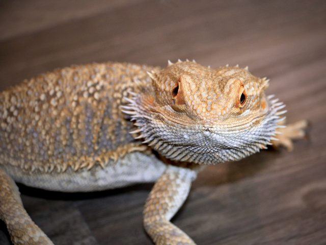 Big Gary