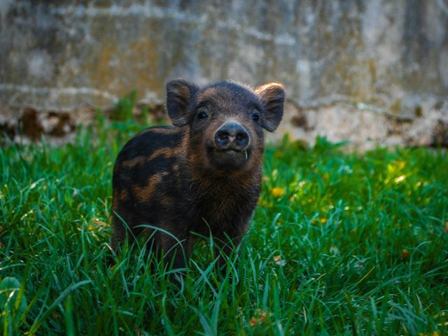 Porky Muddington