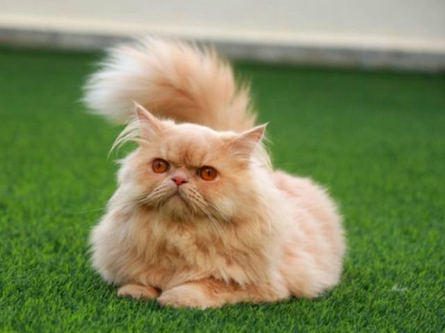 Sir Reginald Fluffington