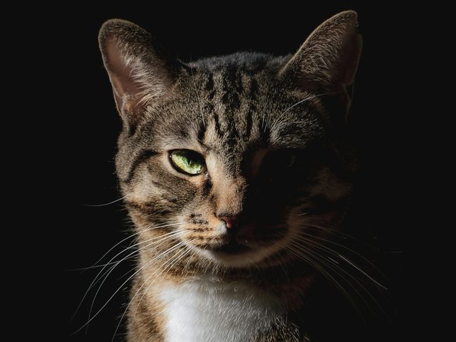 Professor Whiskerton